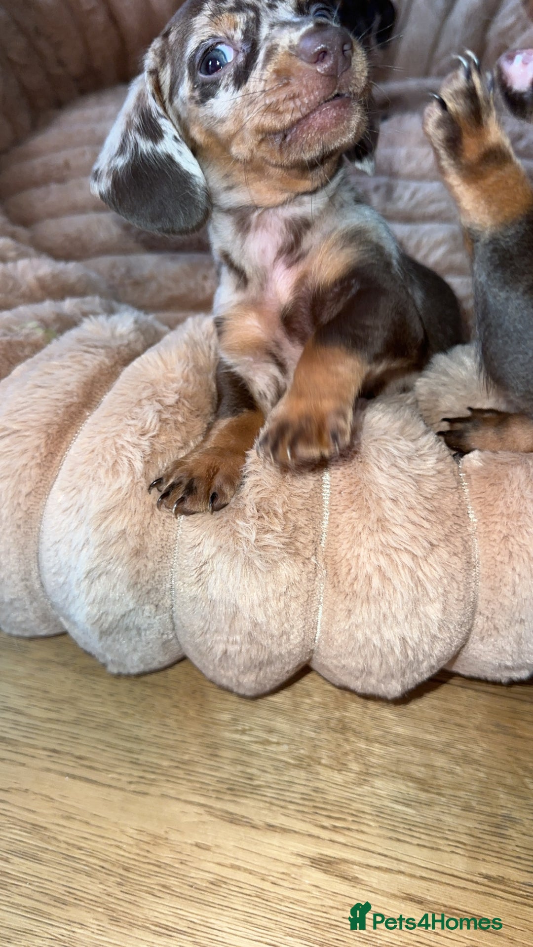 Miniature Dachshund dogs for sale: Miniature Dachshund Puppies - Image 13