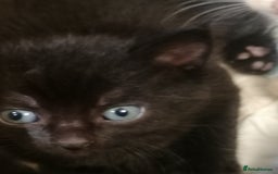 Mixed Breed cats for sale: Outstandingly gorgeous mixed kittens  - Image 7