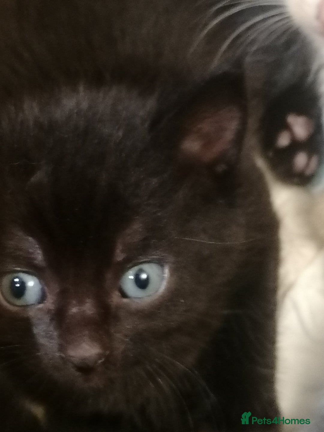 Mixed Breed cats for sale: Outstandingly gorgeous mixed kittens  - Image 7