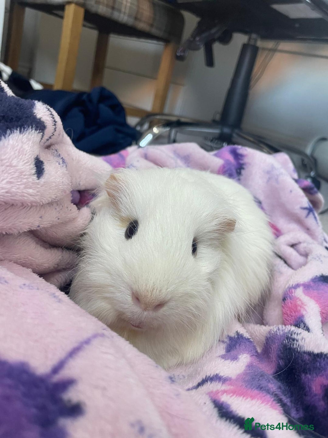 Guinea Pig rodents for sale: Our handsome boy marshmallow with cage, hay, food - Advert 2