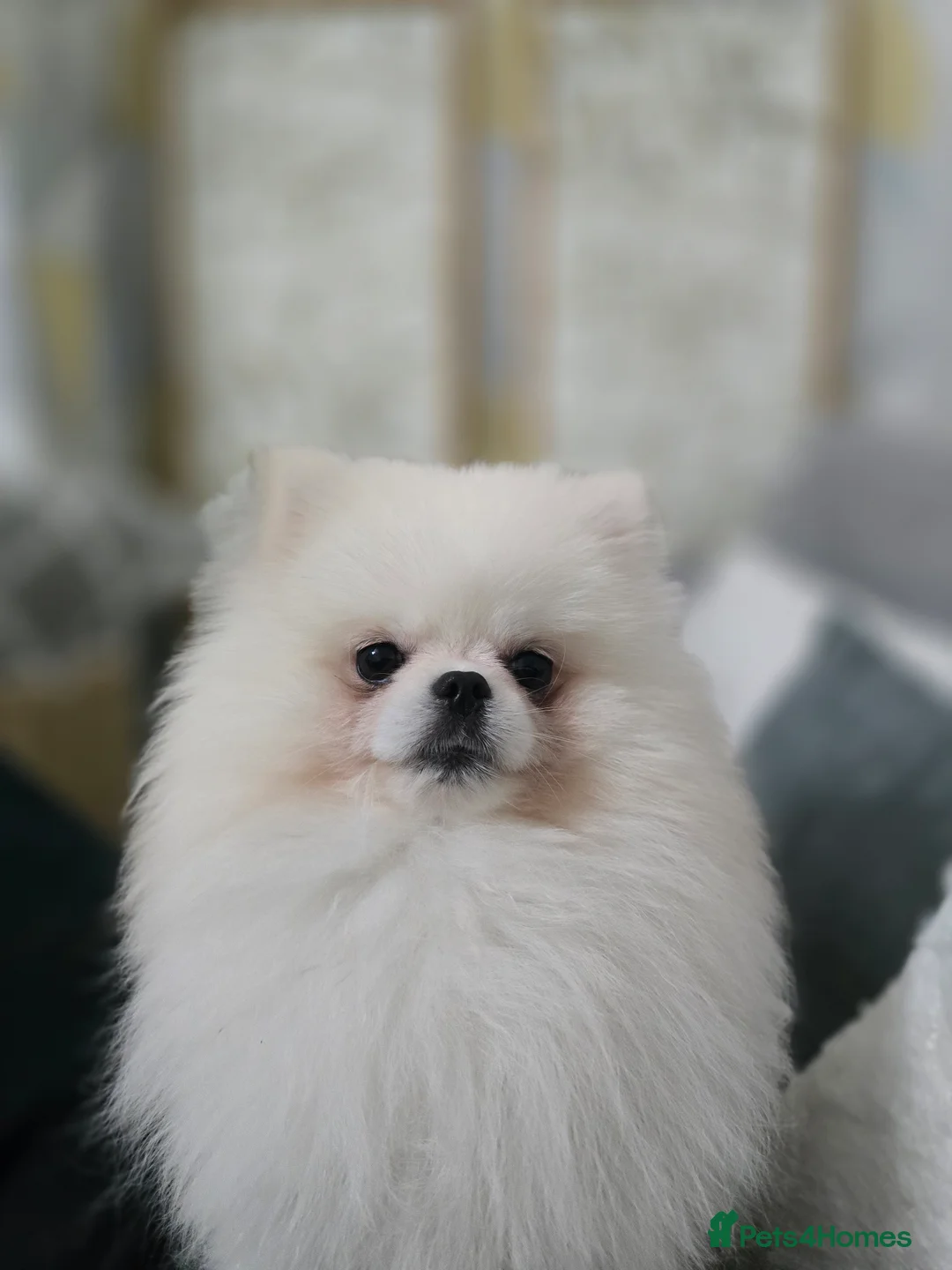 Pomeranian dogs for stud: 🌟 PREMIUM STUD SERVICE: "KIMCHI" 🌟 - Advert 3
