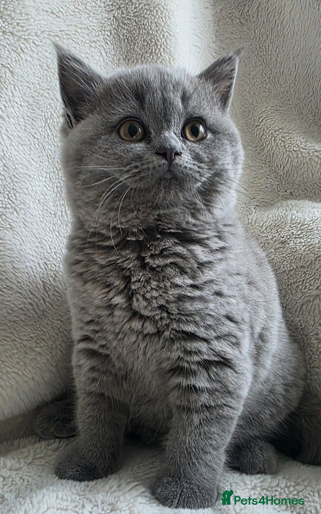British Shorthair cats for sale: GCCF British Shorthair Kittens Champion Bloodlines - Image 8