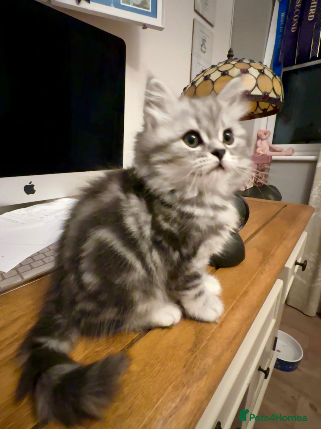 British Longhair cats for sale: Silver tabby British Longhair pedigree registered  - Image 5