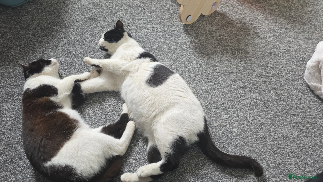 British Shorthair cats for sale: 3 Months Old Kitten Ready To Go Home in Birmingham - Advert 2