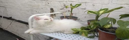 Persian cats for sale: Persian kittens for sale - blue eye beauty  - Advert 8