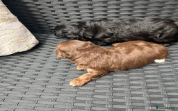 Shihpoo dogs for sale: Shihpoo - Image 9