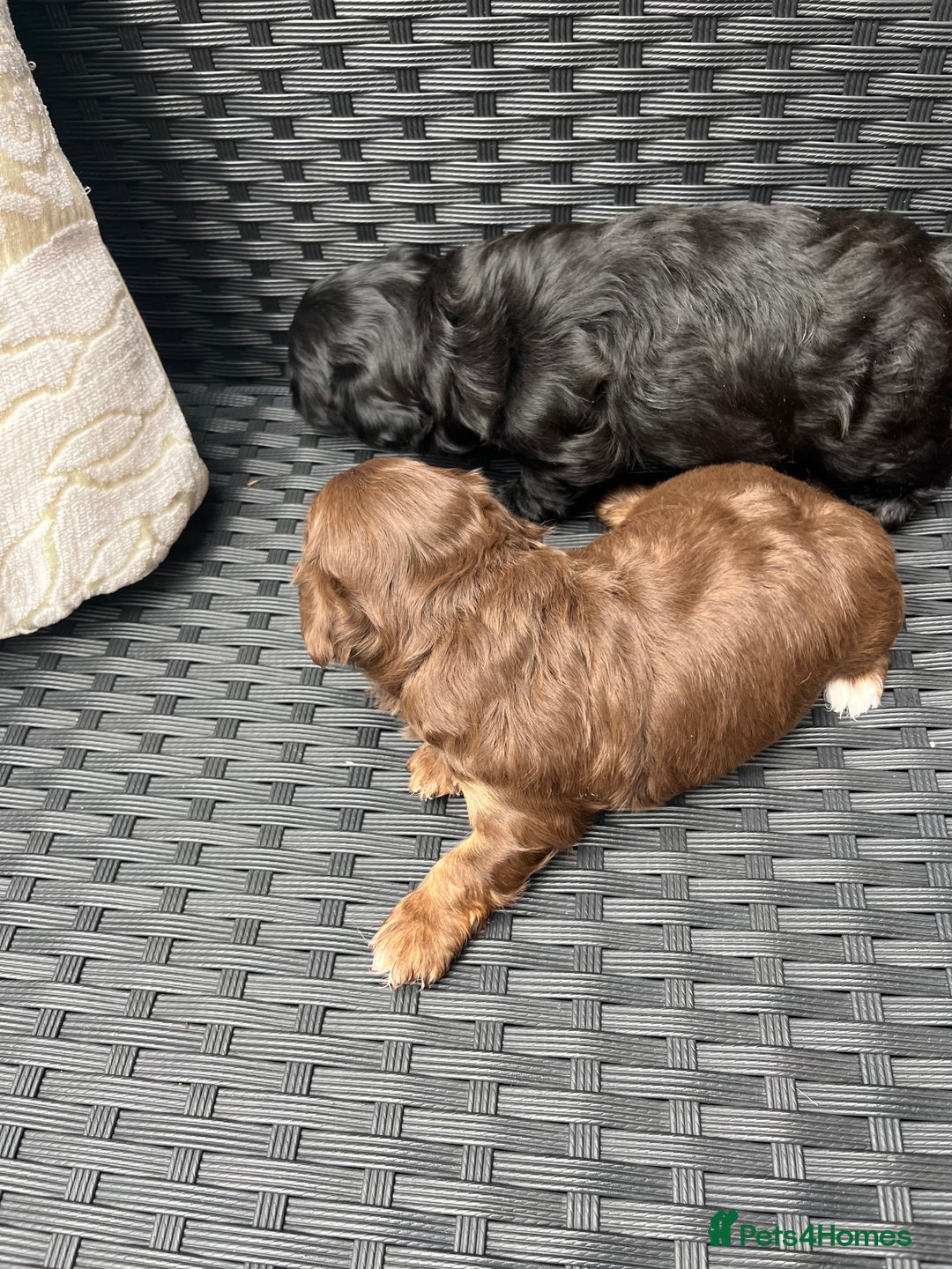Shihpoo dogs for sale: Shihpoo - Image 9