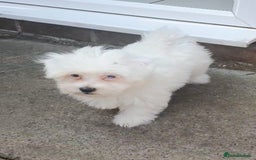 Maltese dogs for sale: Stunning Pure Maltese Puppies - Image 6