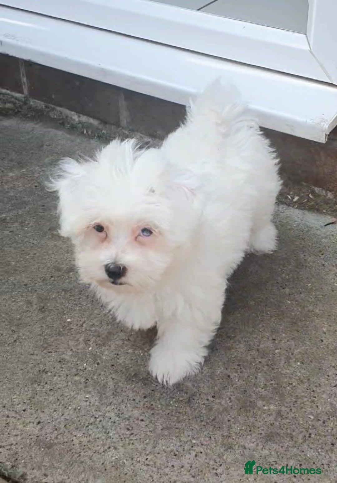 Maltese dogs for sale: Stunning Pure Maltese Puppies - Image 6