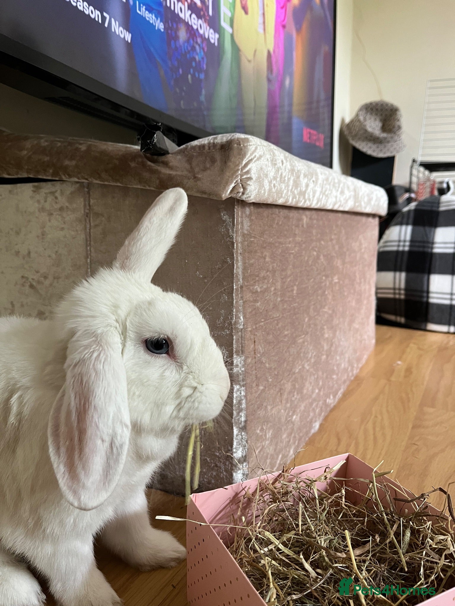 Mixed Breed rabbits Milky – Loving Free-Roam Lop Rabbit Seeking Home - Advert 16