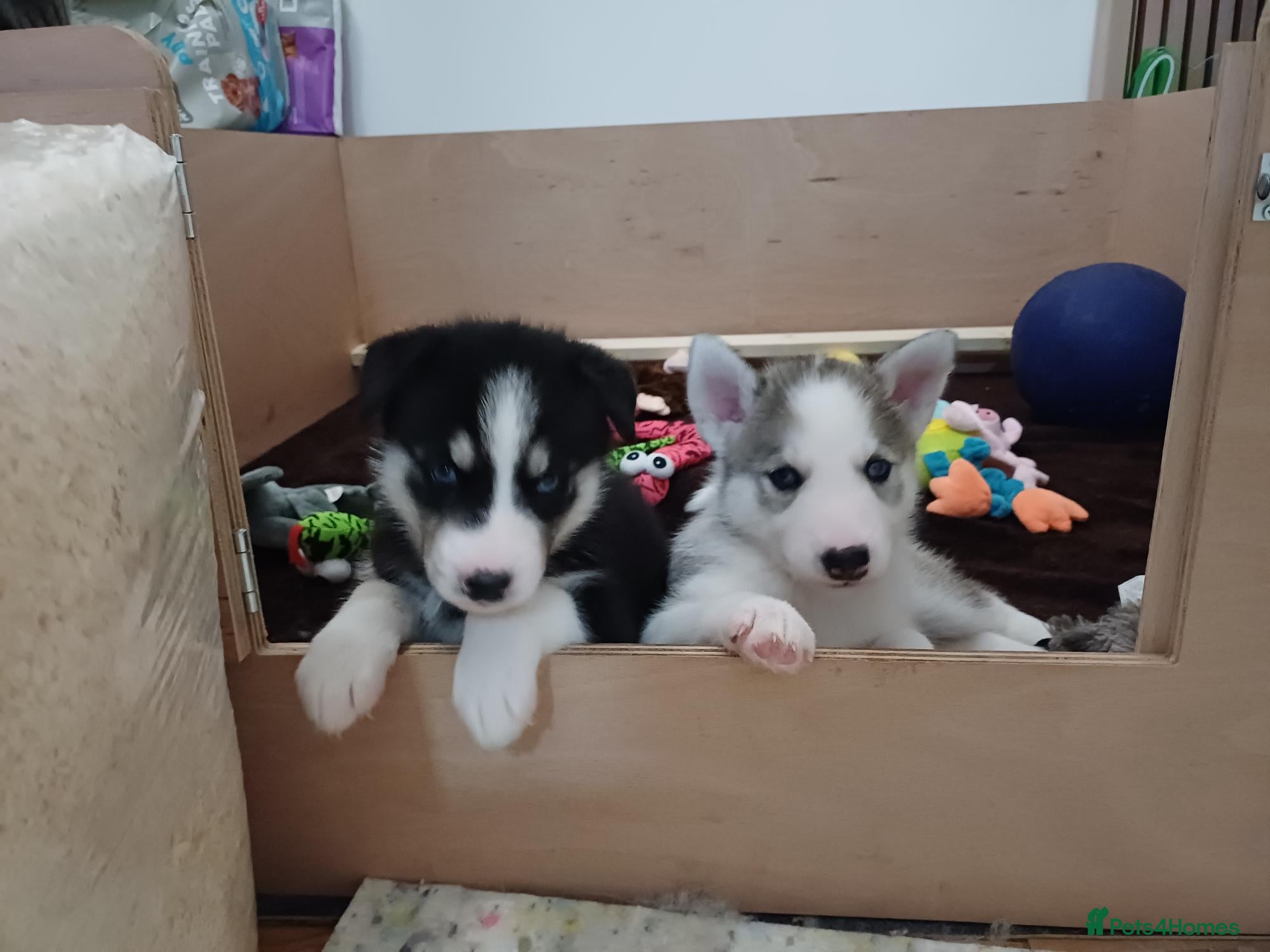 Siberian Husky dogs Adorable Husky pups for sale  - Advert 6