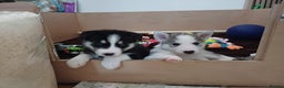 Siberian Husky dogs for sale: Adorable Husky pups for sale  - Advert 1