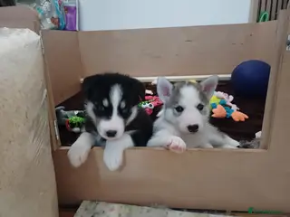 Siberian Husky dogs Adorable Husky pups for sale - Advert 7