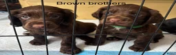 Cocker Spaniel dogs for sale: Cocker Spaniel Puppies - Advert 15