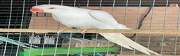 Ringnecks birds for sale: Stunning Ring necks  in Sleaford - Advert 2