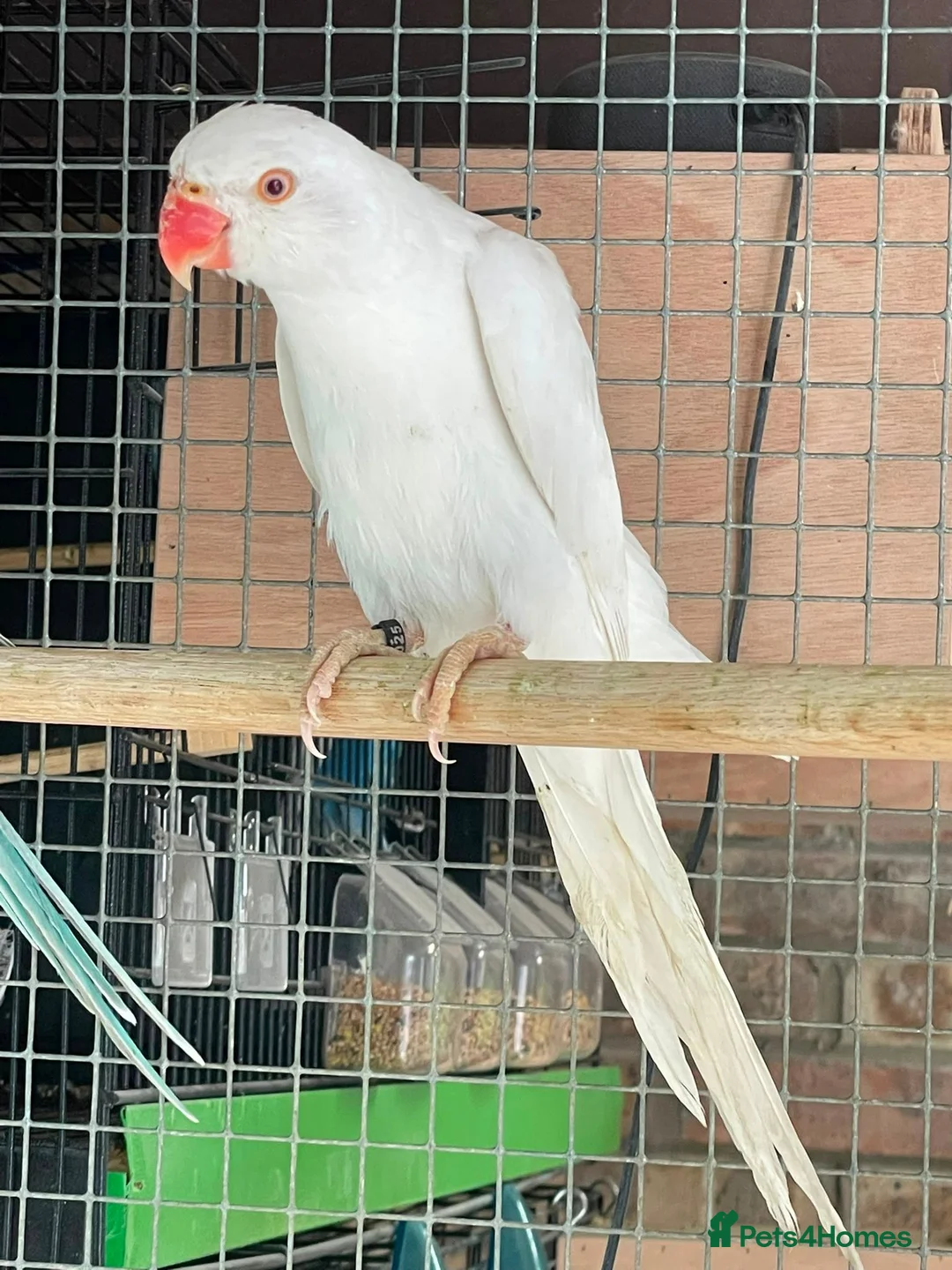 Ringnecks birds for sale: Stunning Ring necks  in Sleaford - Advert 2