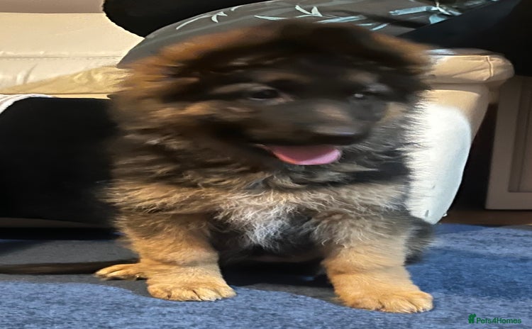 German Shepherd dogs - Advert 11