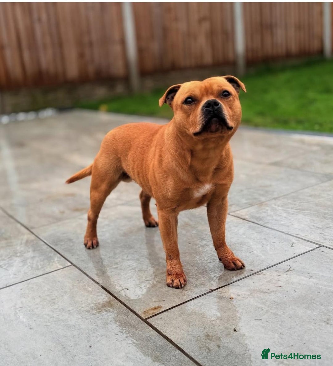 Staffordshire Bull Terrier dogs for sale: Stunning short stocky staffys  - Advert 6