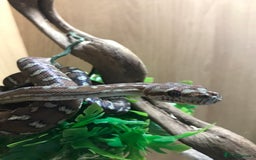Python Snake reptiles for sale: Morelia bredli python male  - Image 2