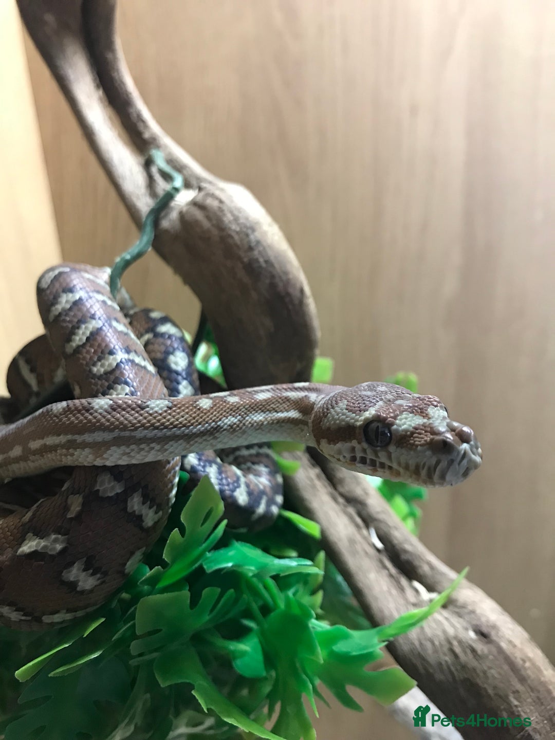 Python Snake reptiles for sale: Morelia bredli python male  - Image 2