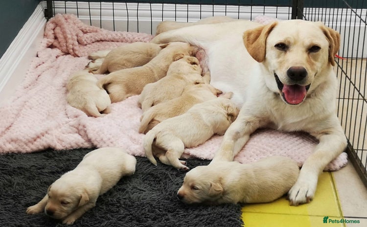 Labrador Retriever dogs - Advert 1
