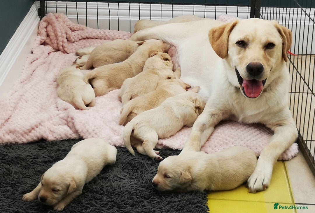 Labrador Retriever dogs for sale:  Beautiful, bouncing Pedigree Pups - Image 2