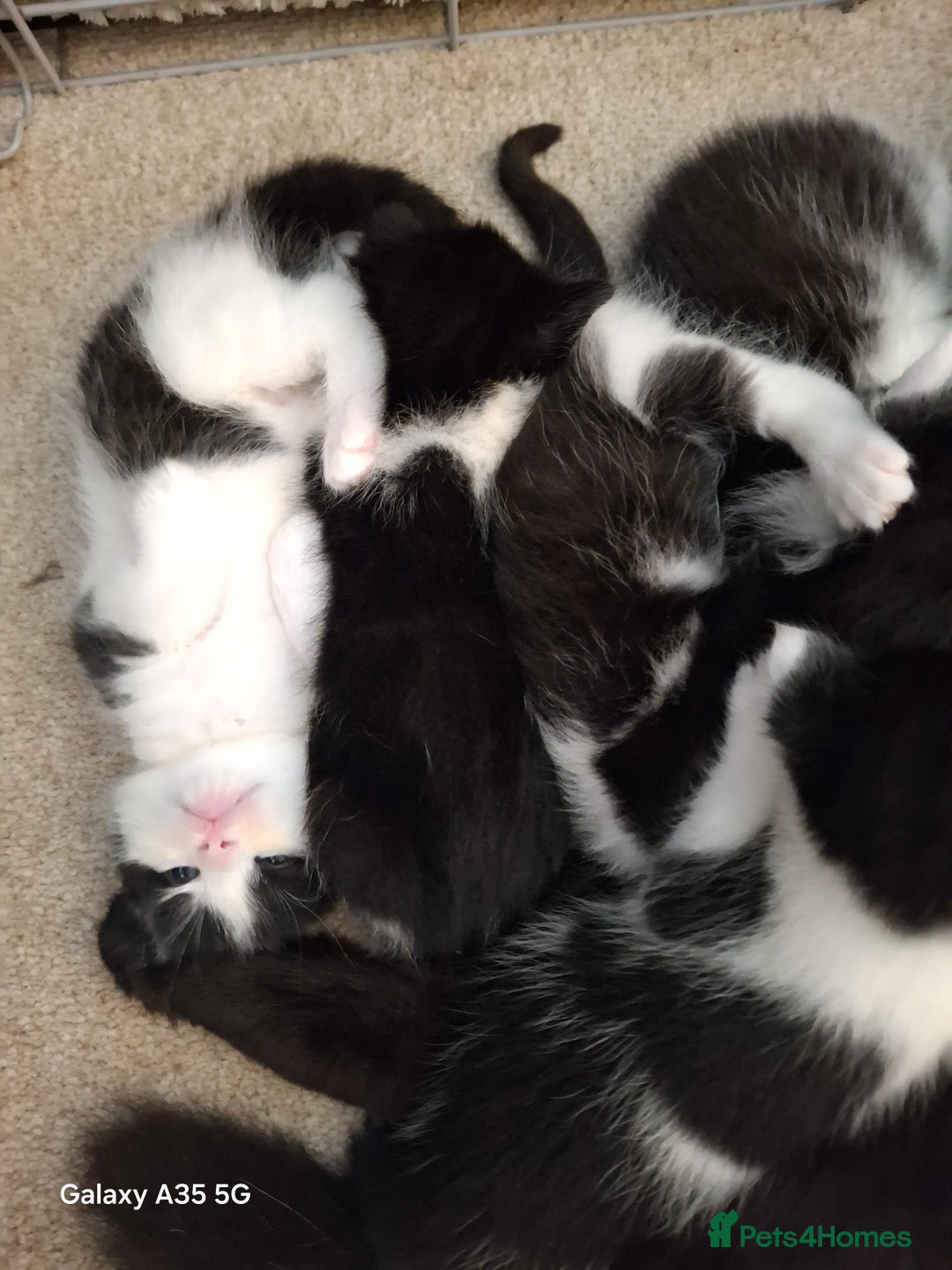 Mixed Breed cats for sale: 4 beautiful kittens  - Image 11