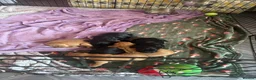 Cocker Spaniel dogs for sale: Cocker spaniel puppies  in Stockton-on-Tees - Advert 2