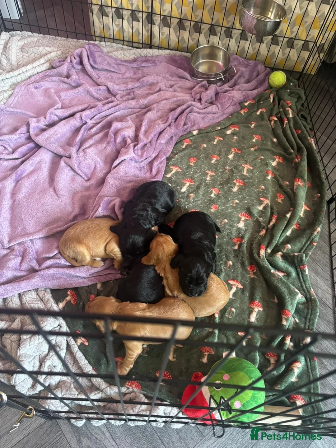 Cocker Spaniel dogs for sale: Cocker spaniel puppies  in Stockton-on-Tees - Advert 2