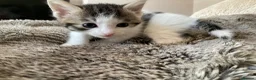 Domestic Shorthair cats for sale: Beautiful kittens ready in 5 weeks - Advert 24