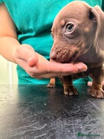 Miniature Dachshund dogs - Advert 4