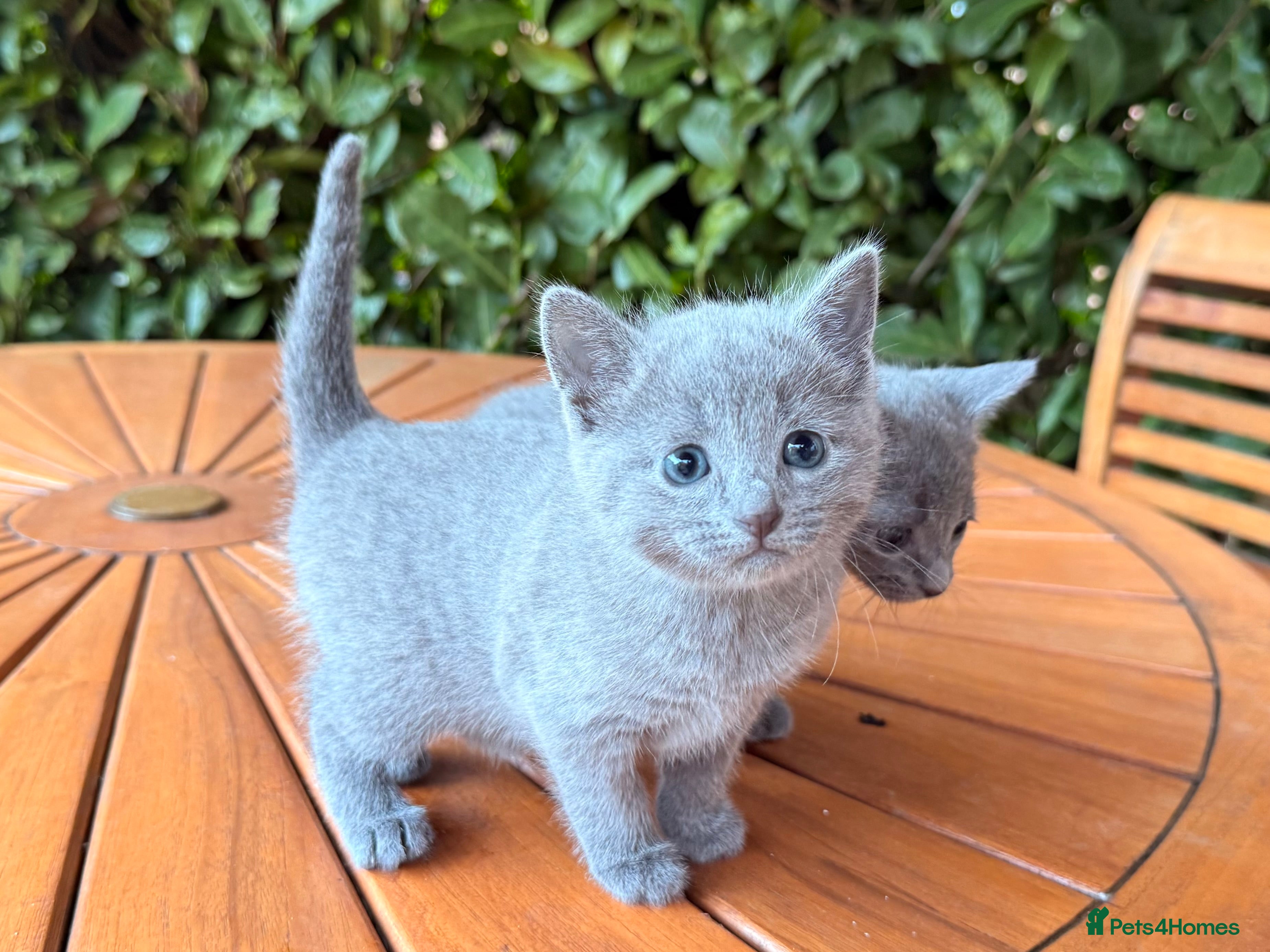 Russian Blue cats Pure TICA Champion Line Russian Blue Kittens - Advert 5