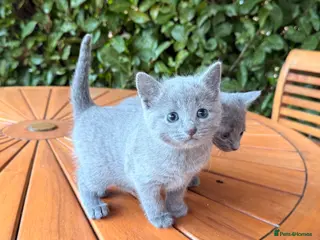 Russian Blue cats Pure TICA Champion Line Russian Blue Kittens - Advert 5