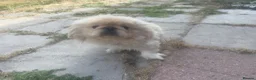 Pekingese dogs for sale: Rare pekingnese 2 boys 1 year old apricot & white  - Advert 6