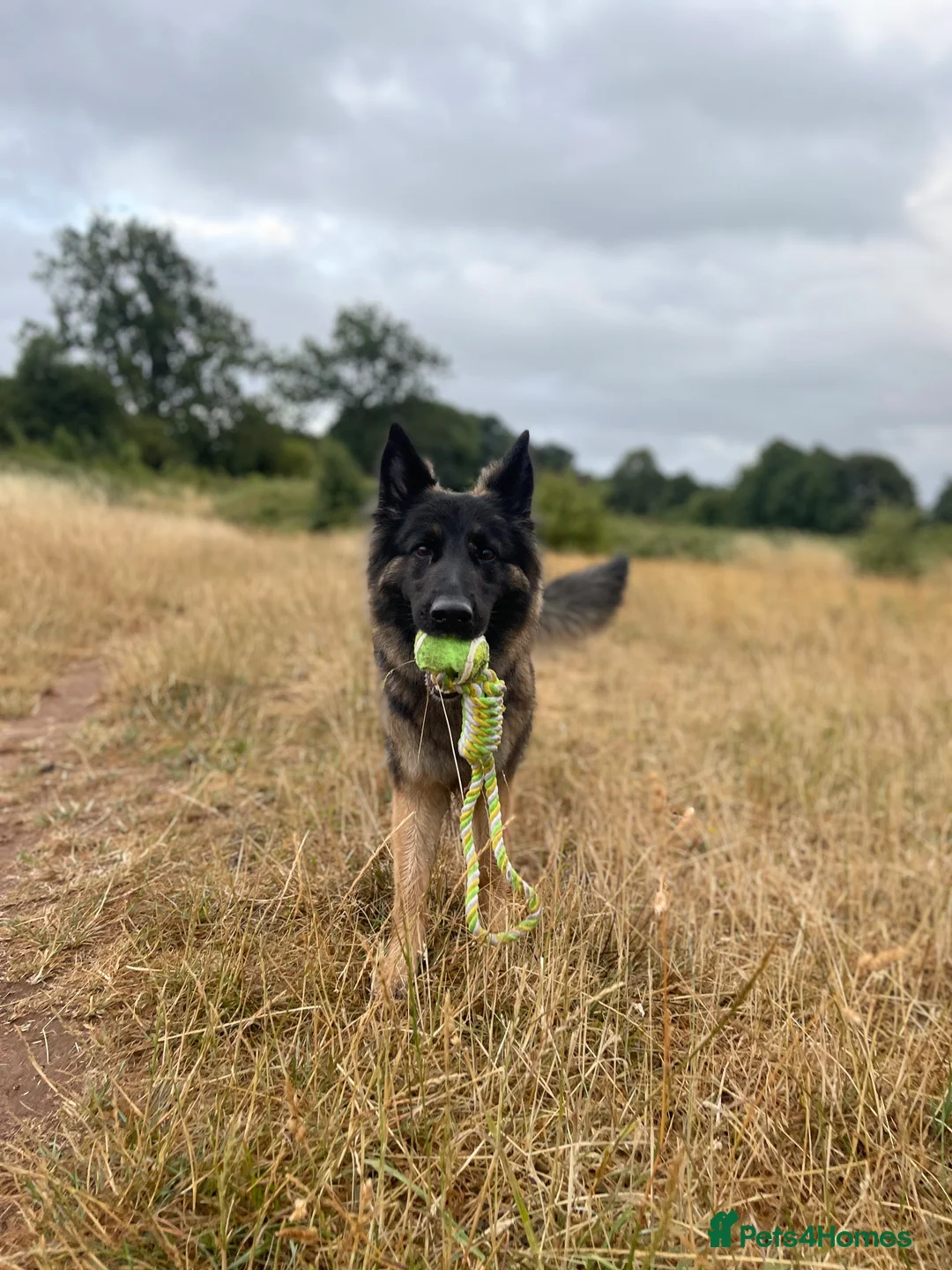 German Shepherd dogs for sale: Beautiful German Shepherd - Advert 9