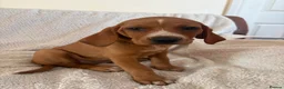 Mixed Breed dogs for sale: Beautiful Vizlador puppies. (Fox Red Lab x Vizsla - Advert 24