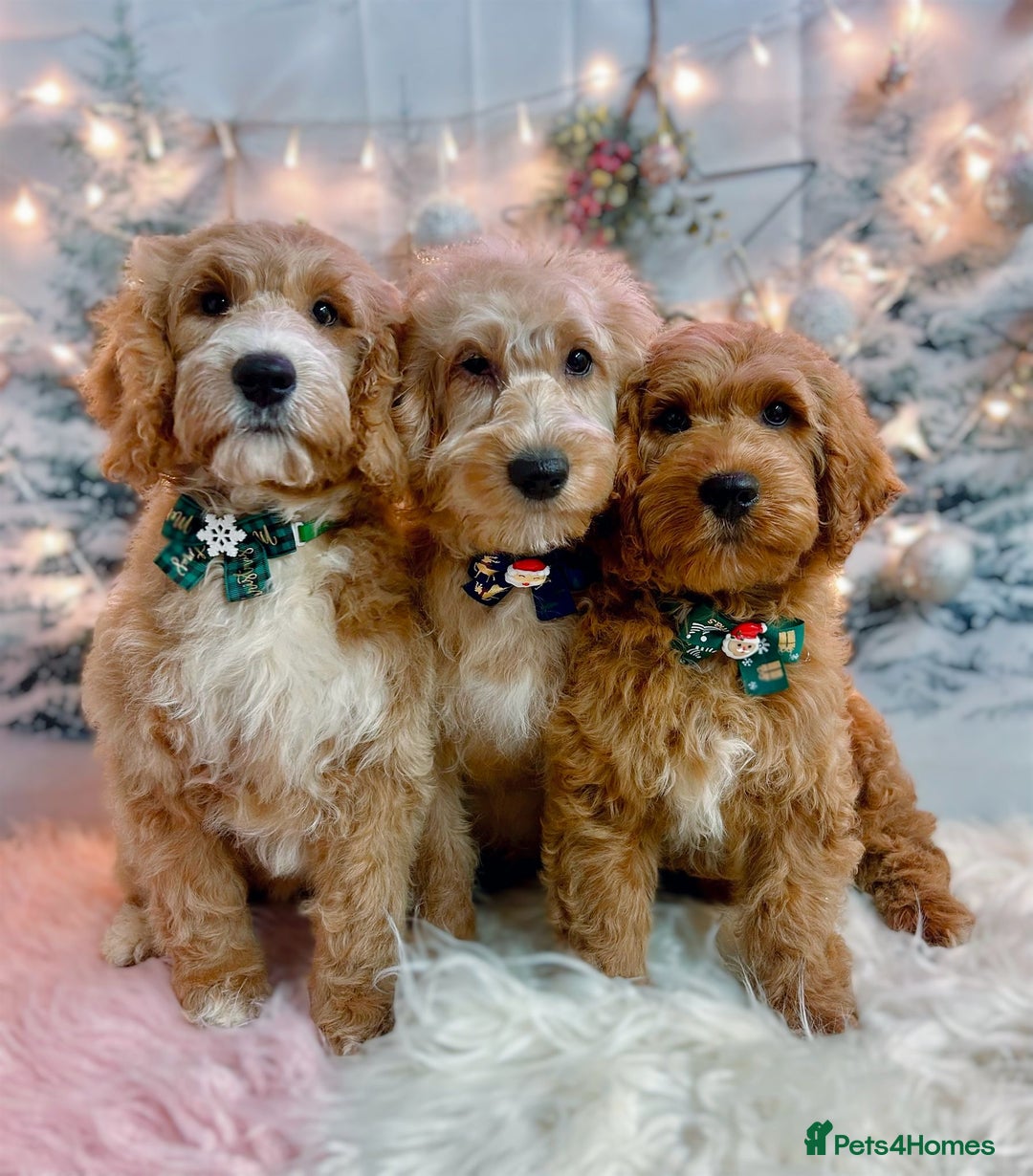 Australian Labradoodle dogs for sale: Australian Labradoodle Puppies  - Advert 1