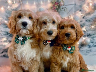 Australian Labradoodle dogs Australian Labradoodle Puppies - Advert 2