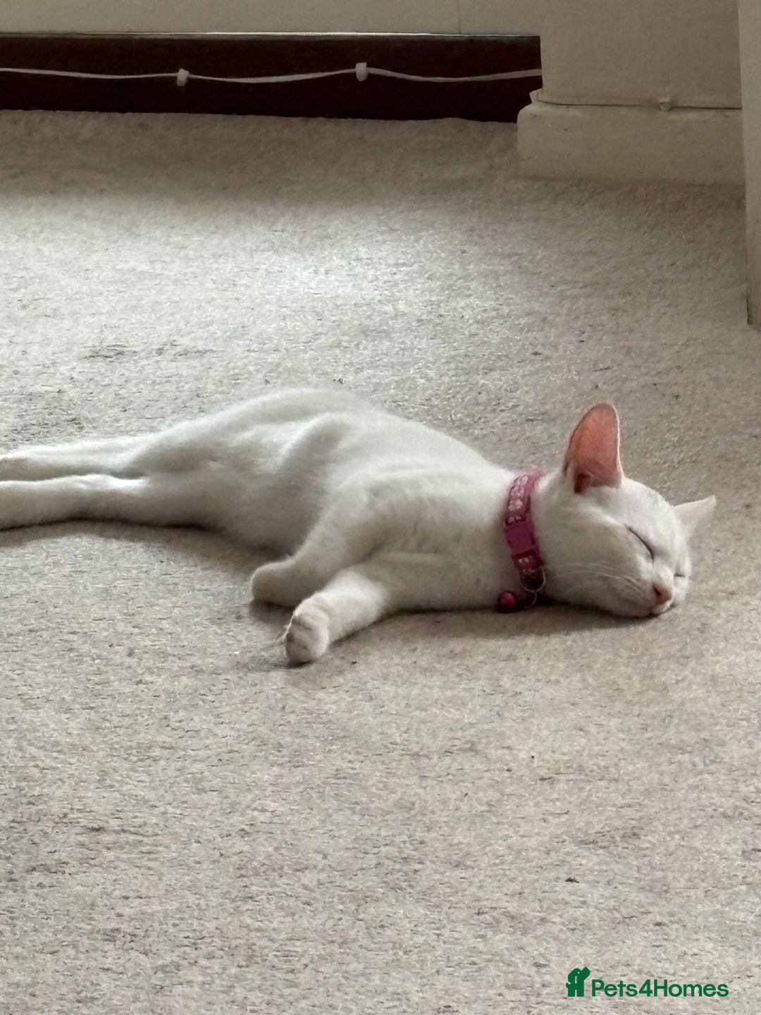 Mixed Breed cats for sale: Female kitten - Image 6
