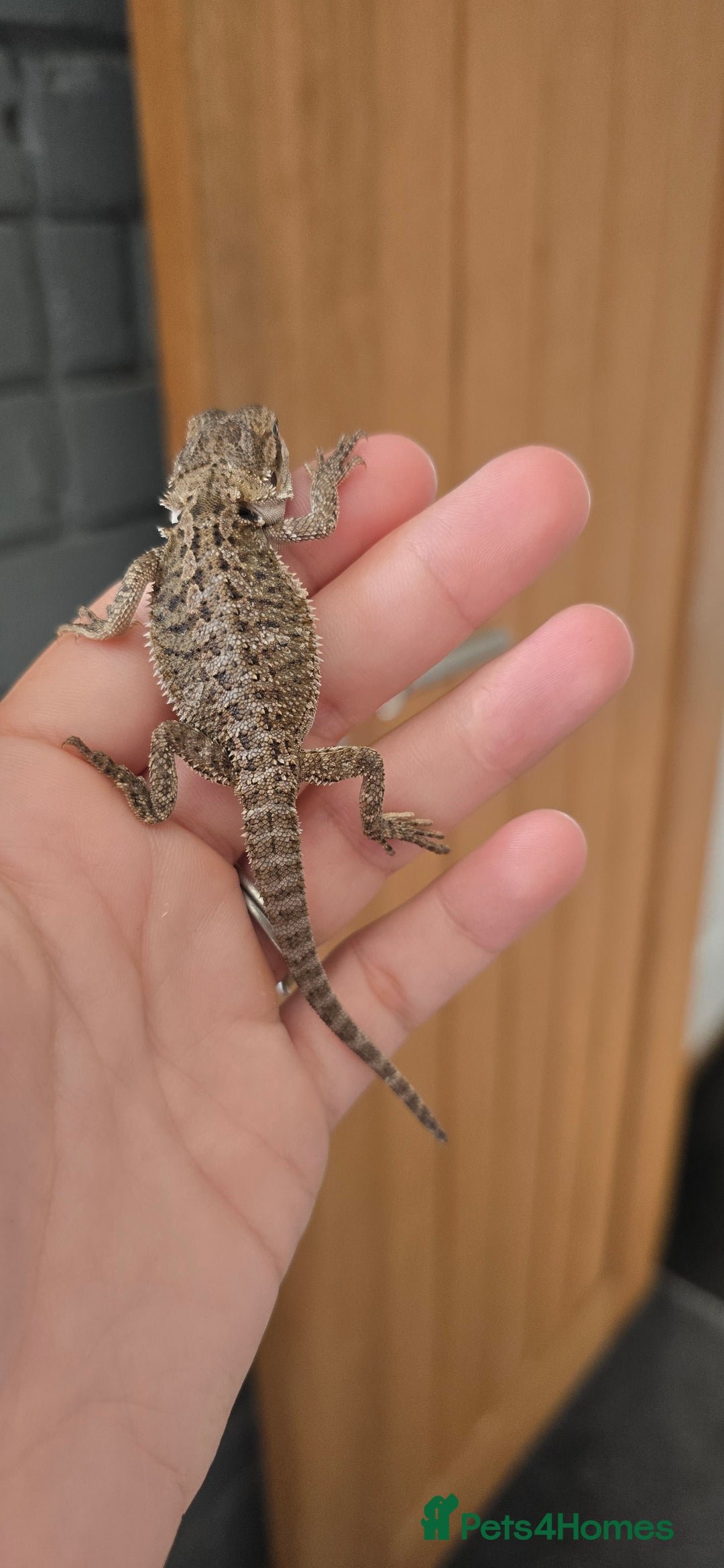 Bearded Dragon reptiles for sale: Baby bearded dragons - Image 7