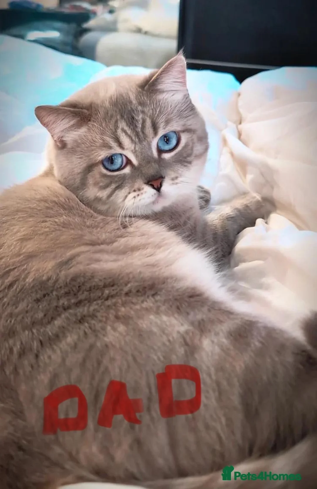 British Shorthair cats for sale: British shorhair kitten ready to leave 8th March - Advert 2