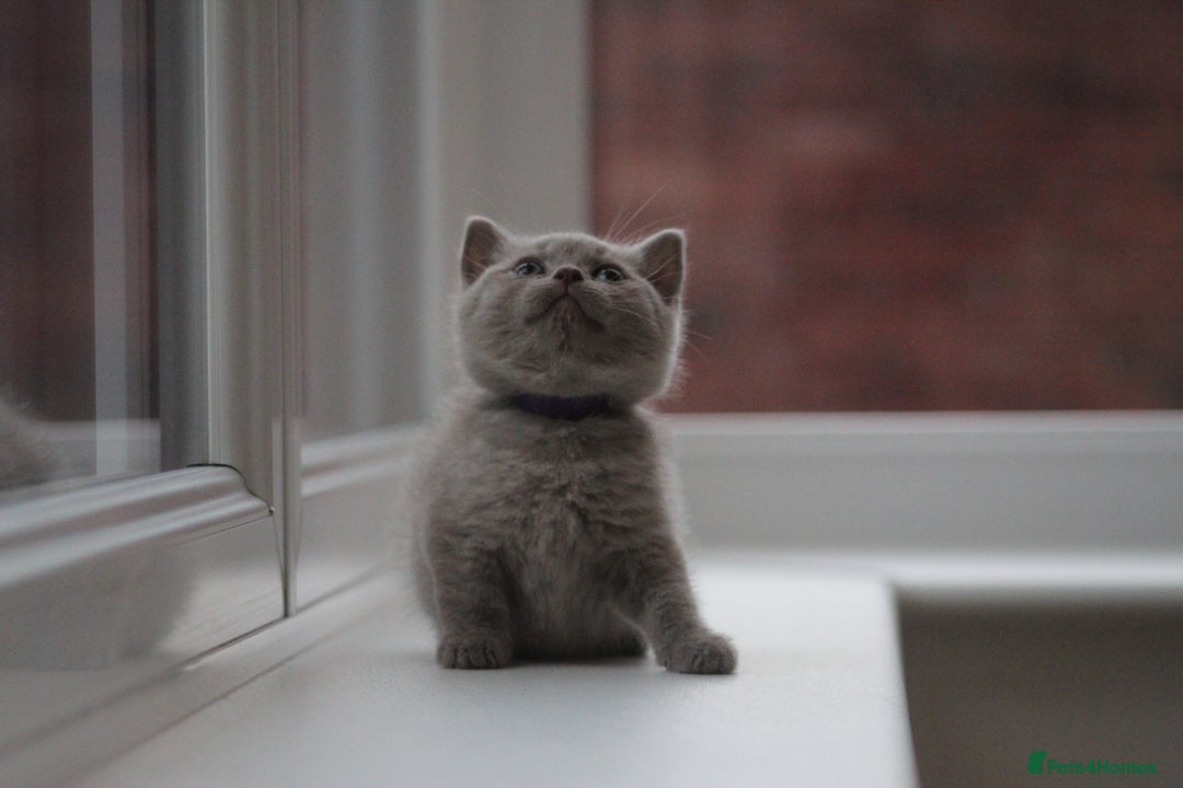 British Shorthair cats for sale: 🩶🐈🐾 Stunning BSH Kittens 🩶🐈🐾 - Image 21