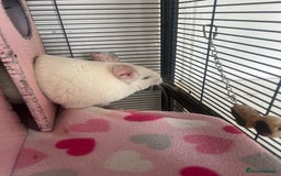 Chinchilla rodents for sale: 2 Female Chinchillas and Full set up!  - Image 9