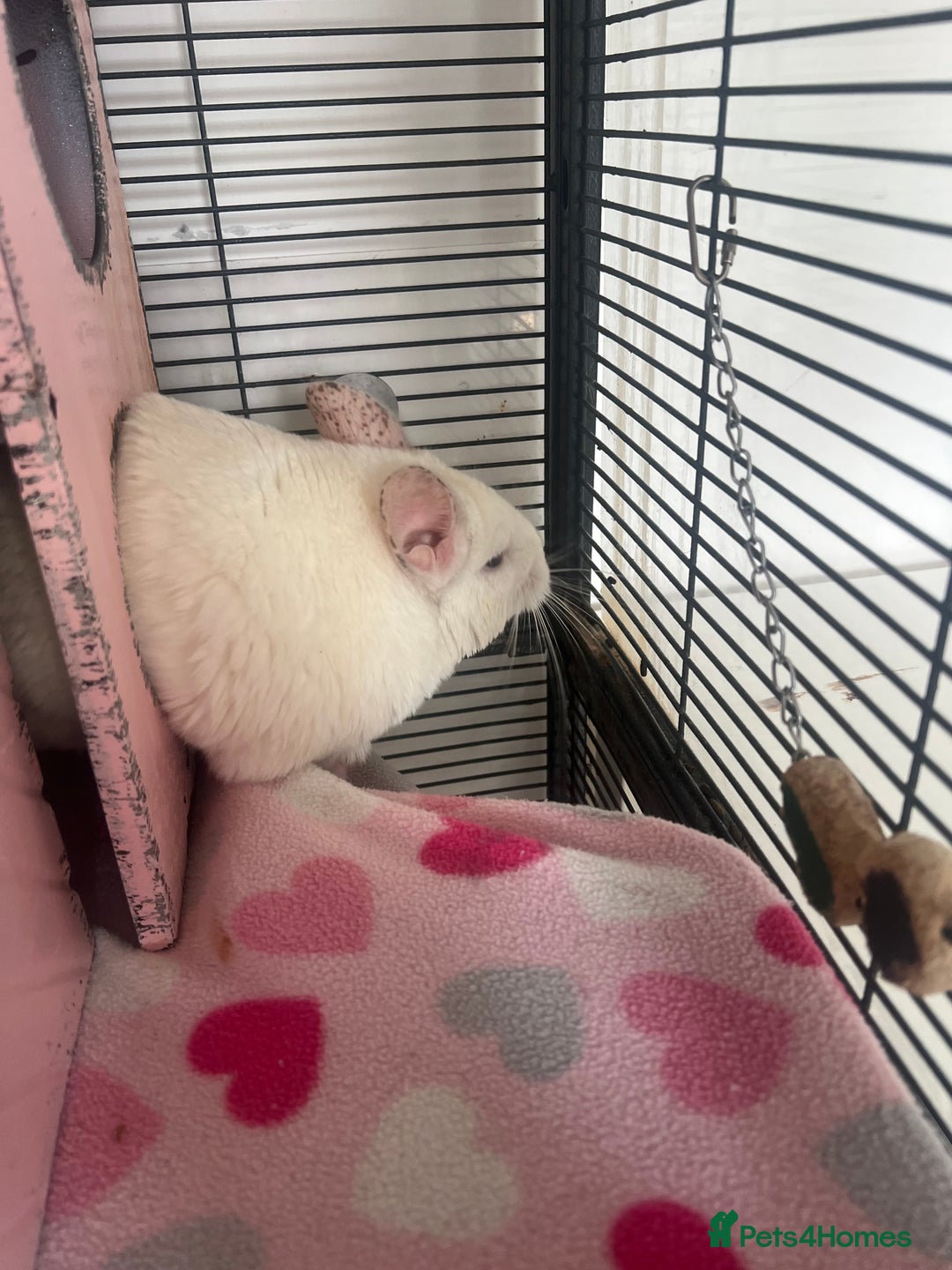 Chinchilla rodents for sale: 2 Female Chinchillas and Full set up!  - Image 9