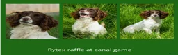 English Springer Spaniel dogs for sale: Kc registered working English springer spaniels  - Advert 9