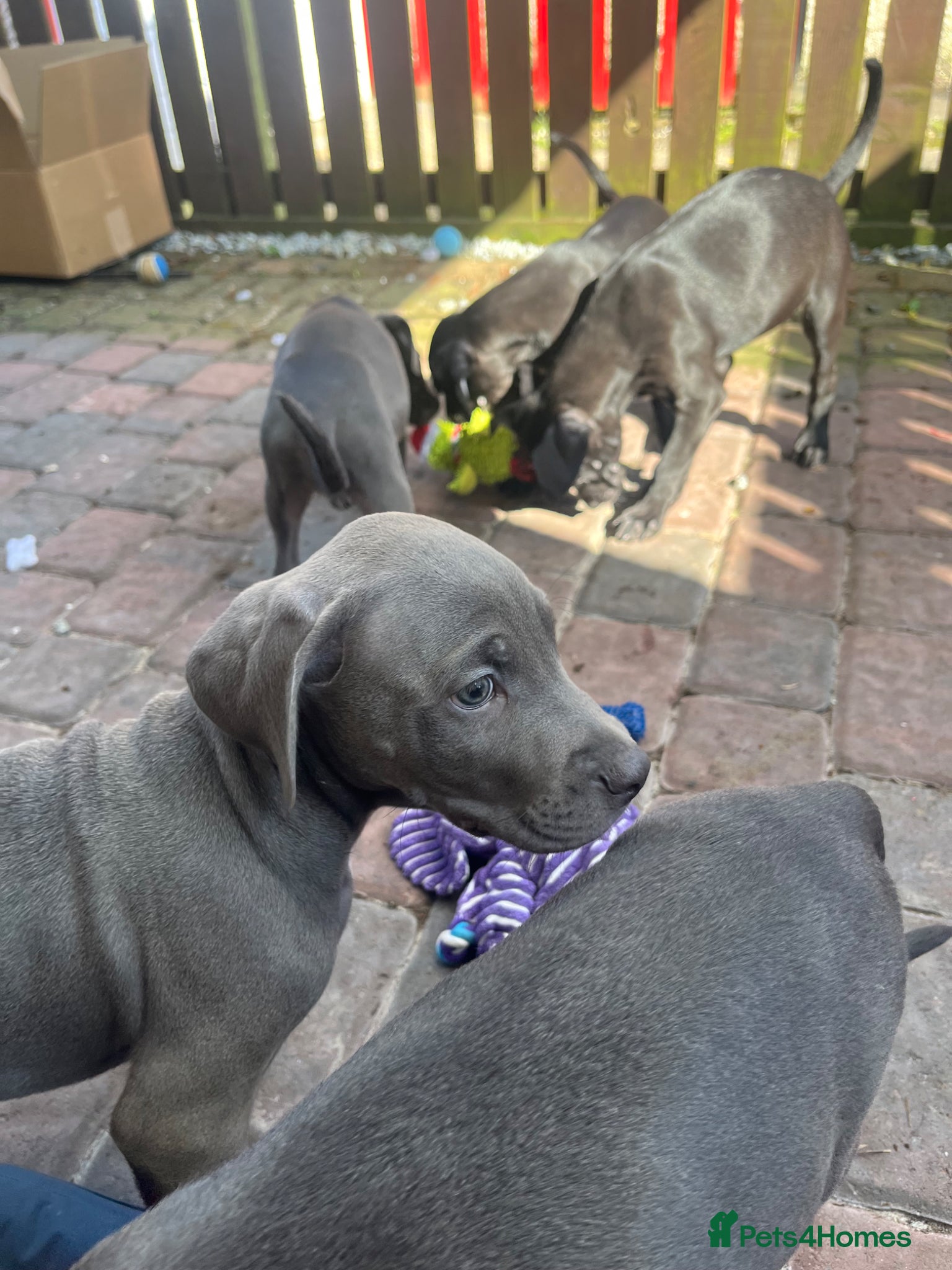 Mixed Breed dogs Cane corso pups 8 weeks old, 4 grey 2 black - Advert 1