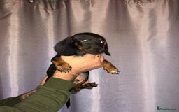 Dachshund dogs for sale: Dachshund boys ready to leave - Image 3