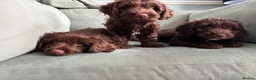 Mixed Breed dogs for sale: cockerpoo  - Advert 23