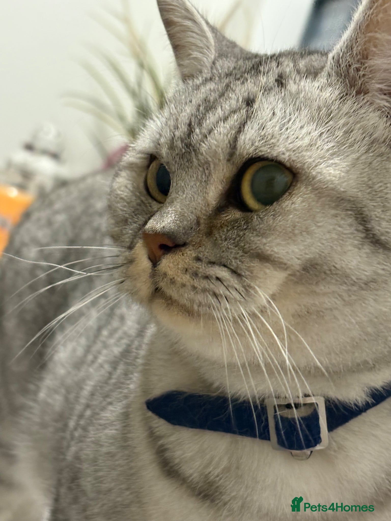 British Shorthair cats for sale: Stunning British short hair kitten - Advert 4