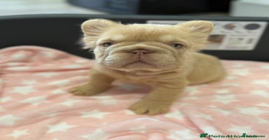 French Bulldog dogs - Advert 4